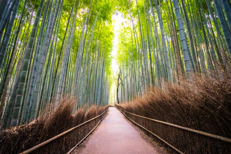 Beautiful landscape of bamboo grove in the forest at Arashiyama