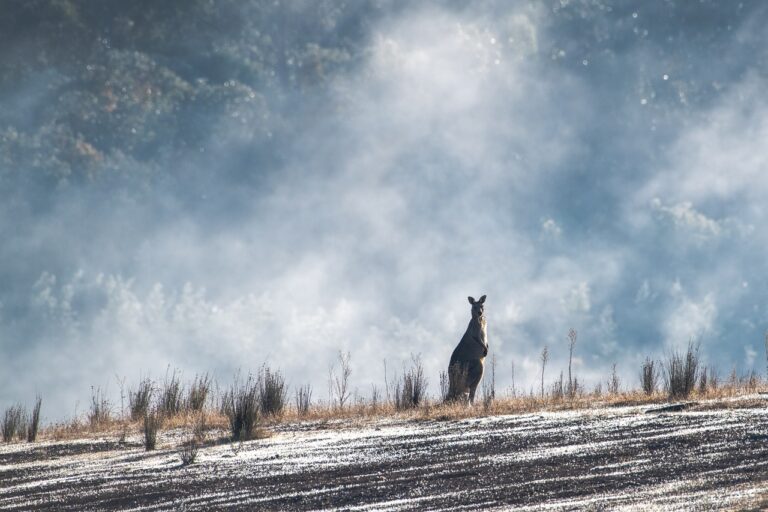 eastern-grey-kangaroo-5348449_1280