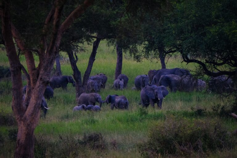 Long range shot of elephants walking in a grassy field near trees